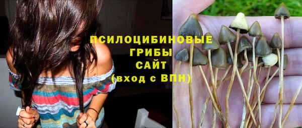 хмурый Аркадак